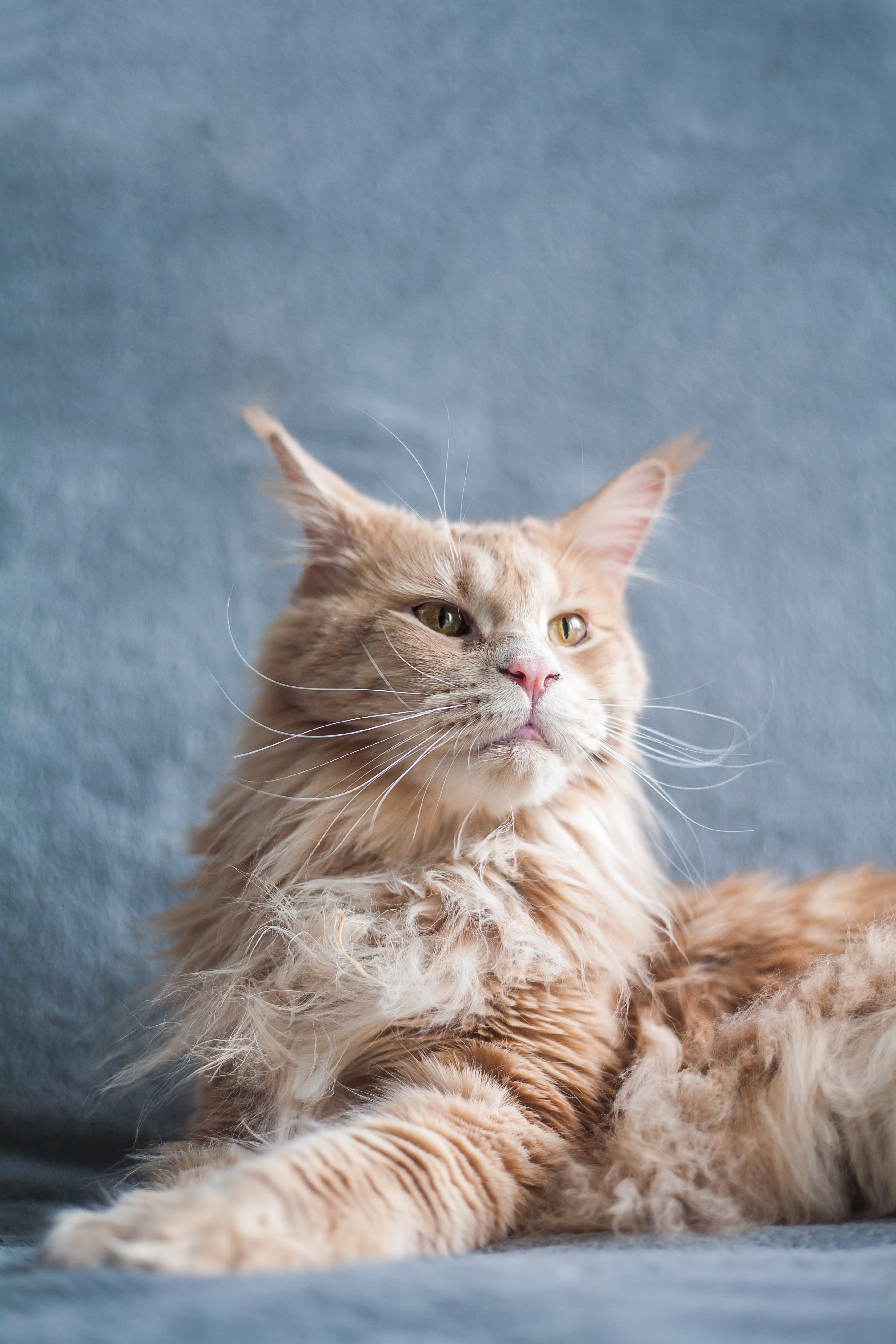 Pisica Maine Coon - un companion iubitor