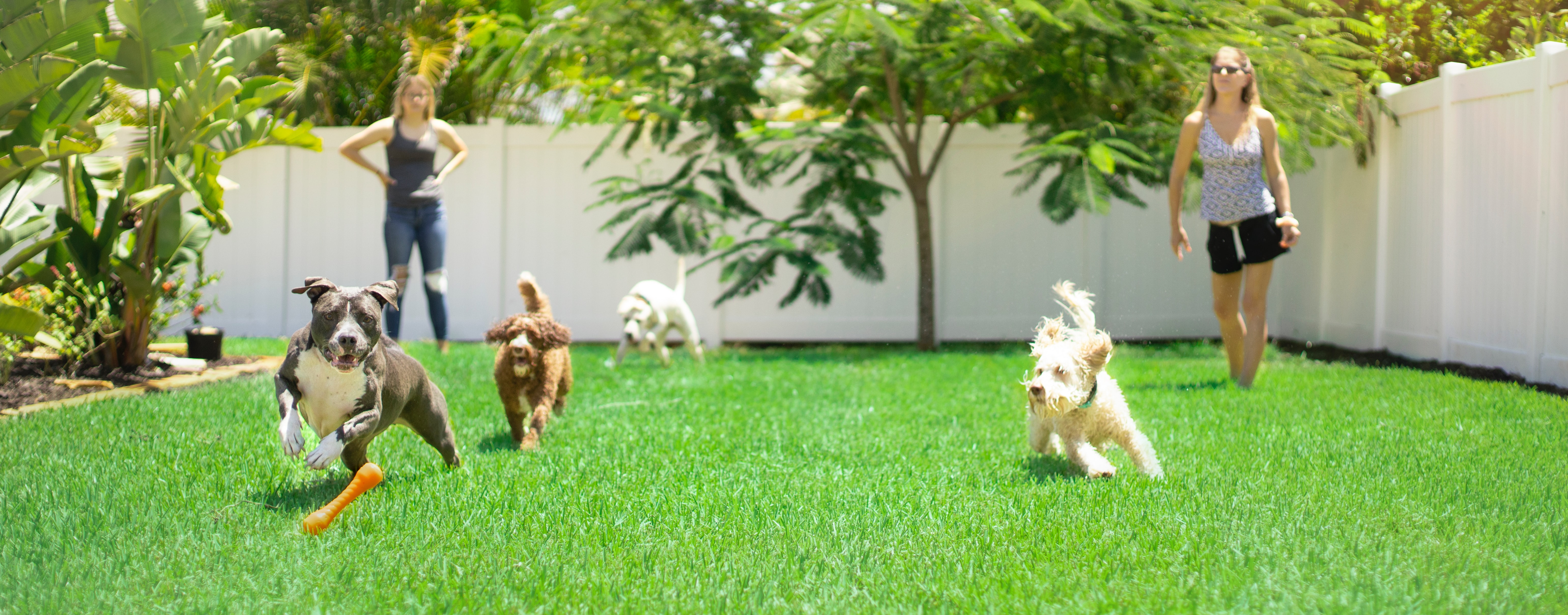 Ghid pentru adoptarea unui câine