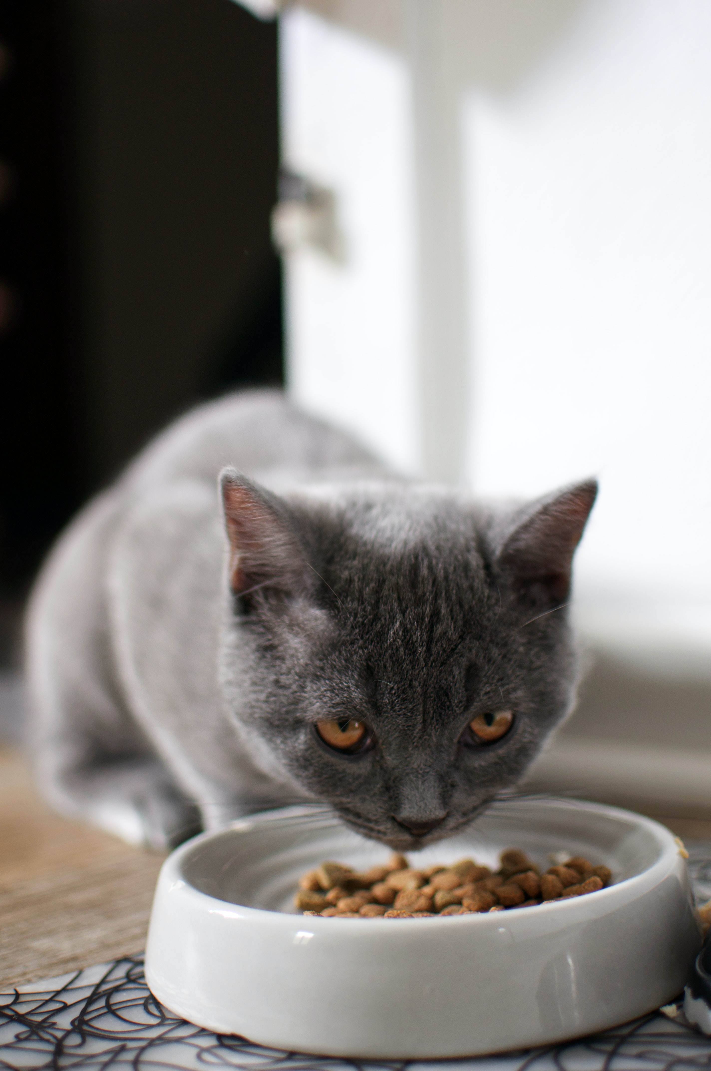 hrana hipoalergenica pentru pisici ➽ VetPet-Shop.ro