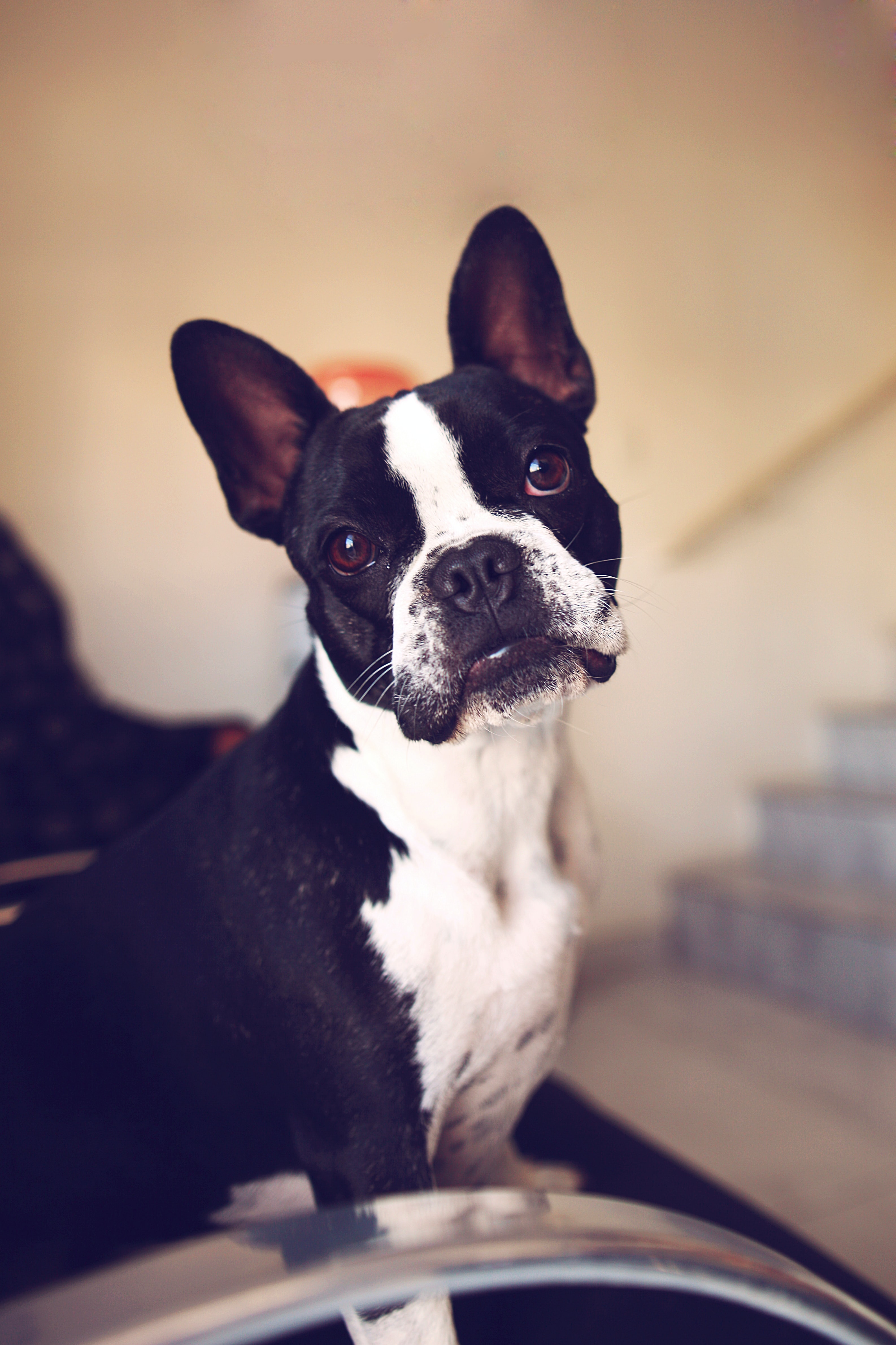 hrana pentru boston terrier