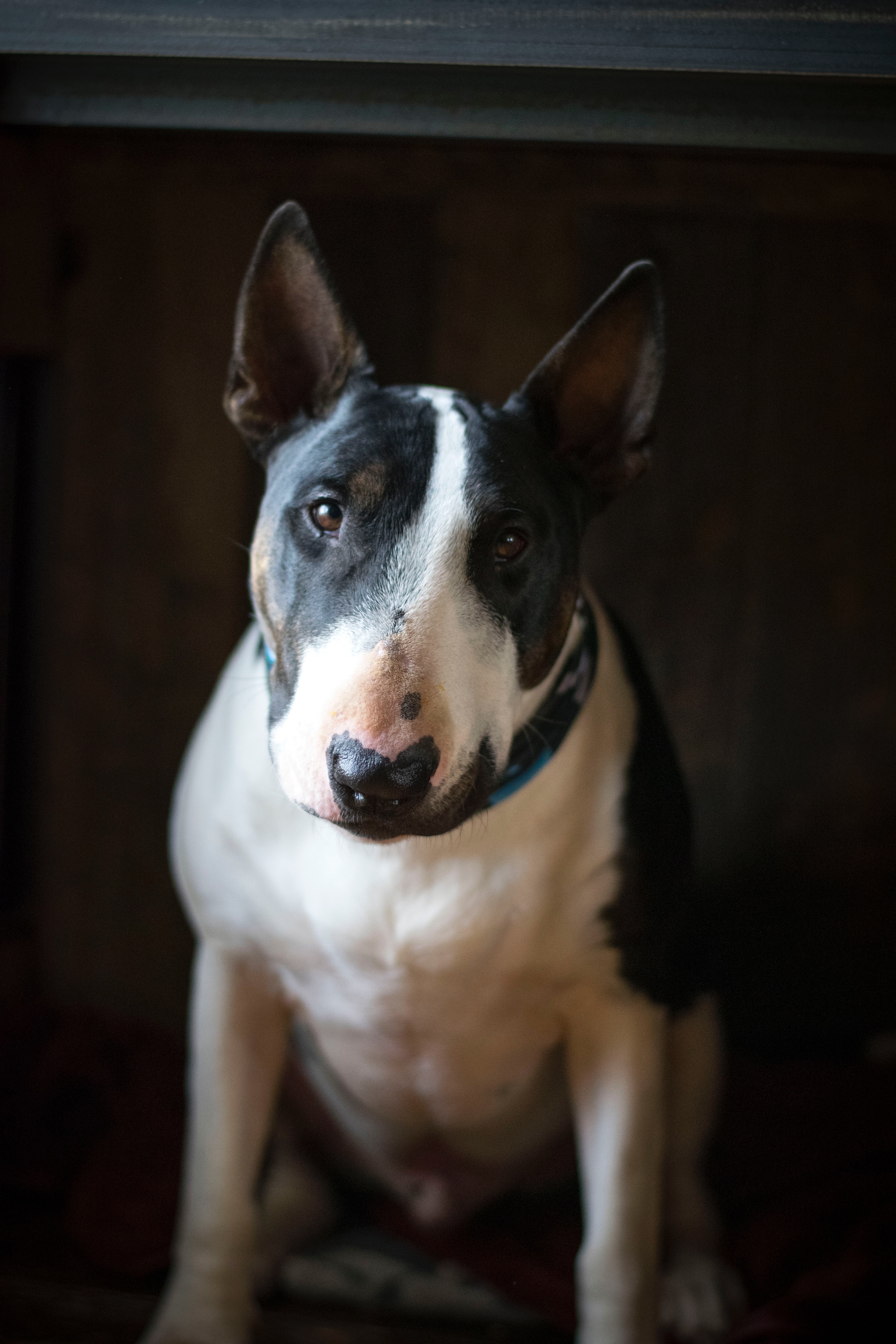 hrana pentru bull terrier