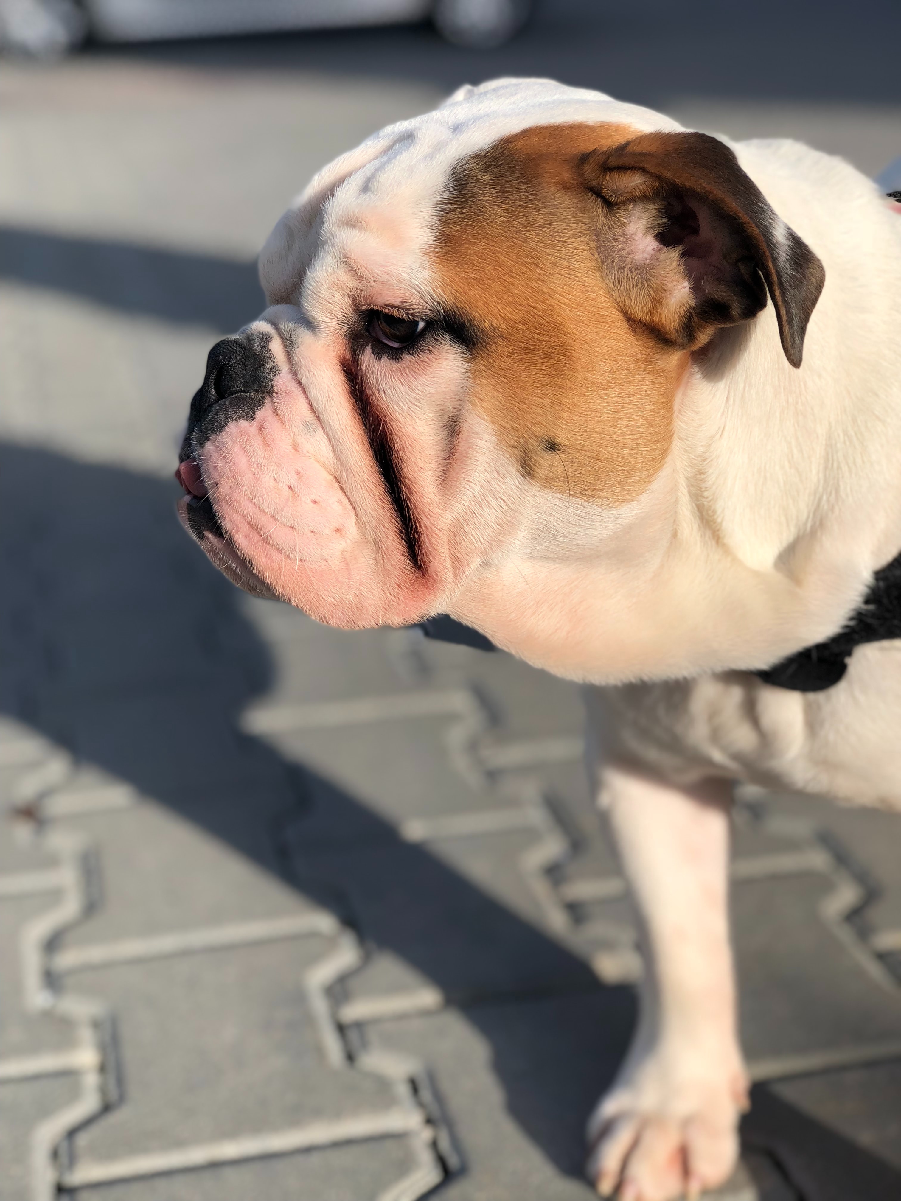 hrana pentru bulldog englez