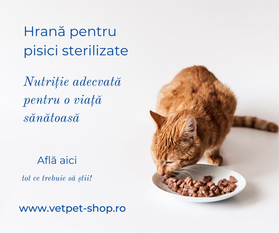 Hrana pentru pisici sterilizate: nutritie adecvata pentru o viata sanatoasa