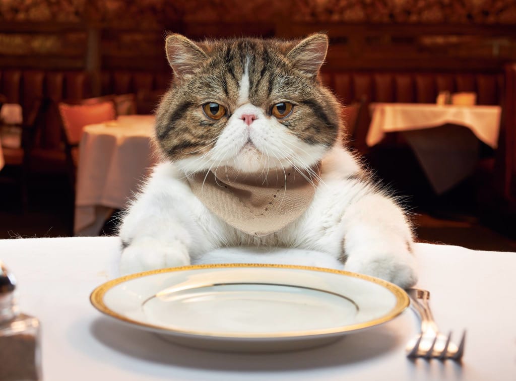 Hrana pisici - un ghid complet pentru nutritia corecta a felinelor