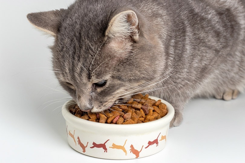 Hrana uscata pentru pisici: ghid complet pentru a alege cea mai buna optiune