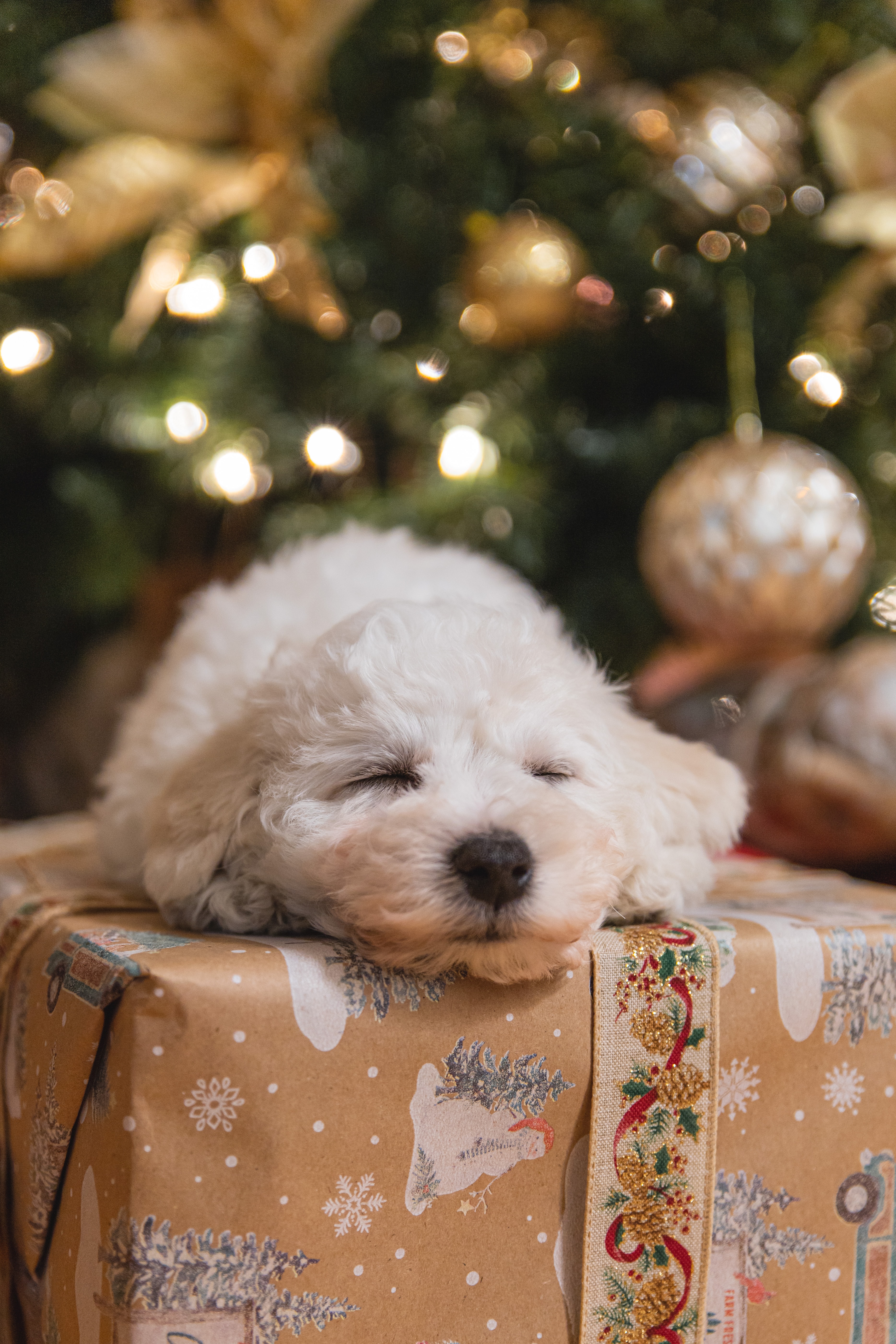 Idei de cadouri de Crăciun pentru posesorii de câini