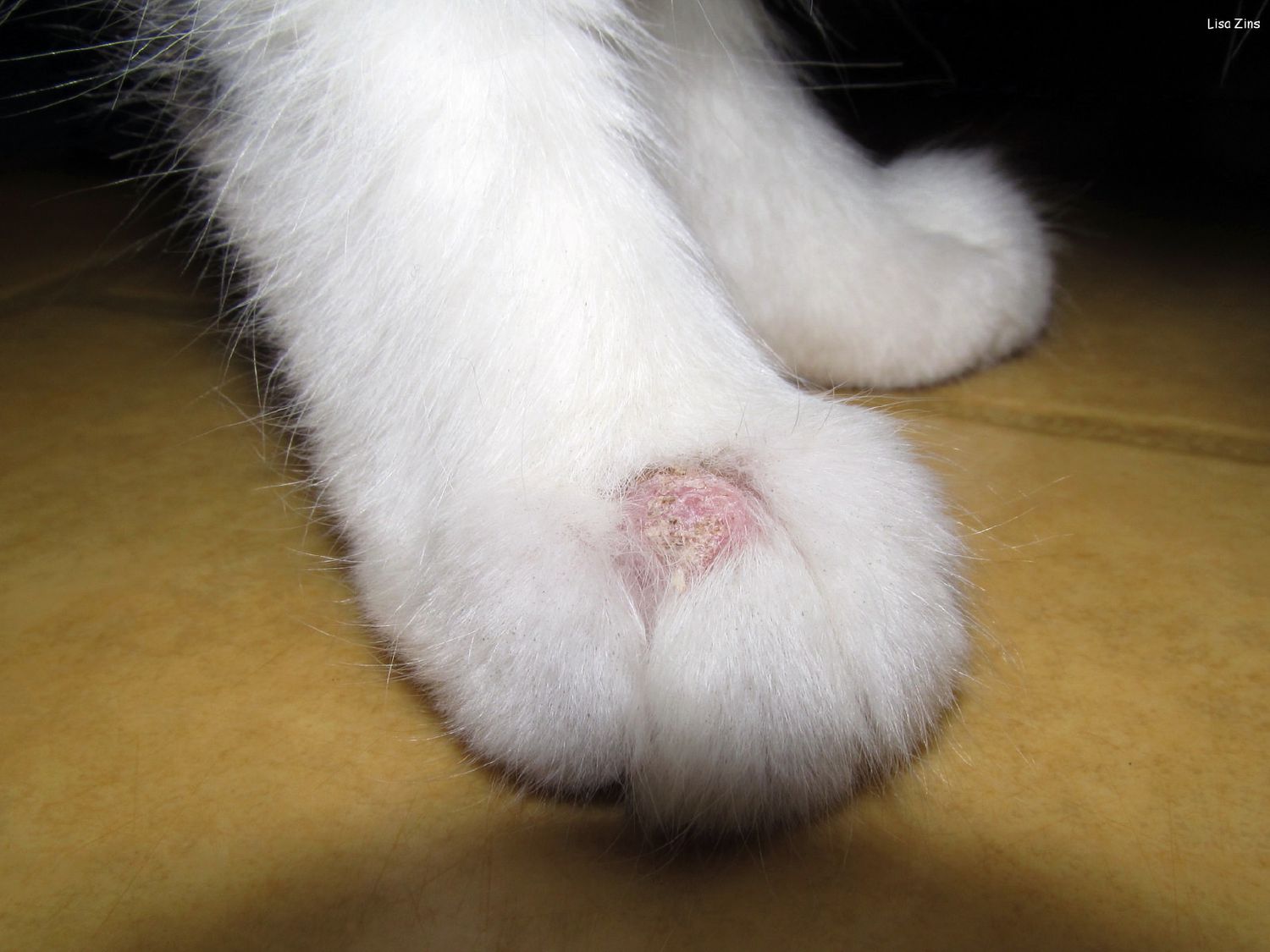 infecție fungică la pisici imagini