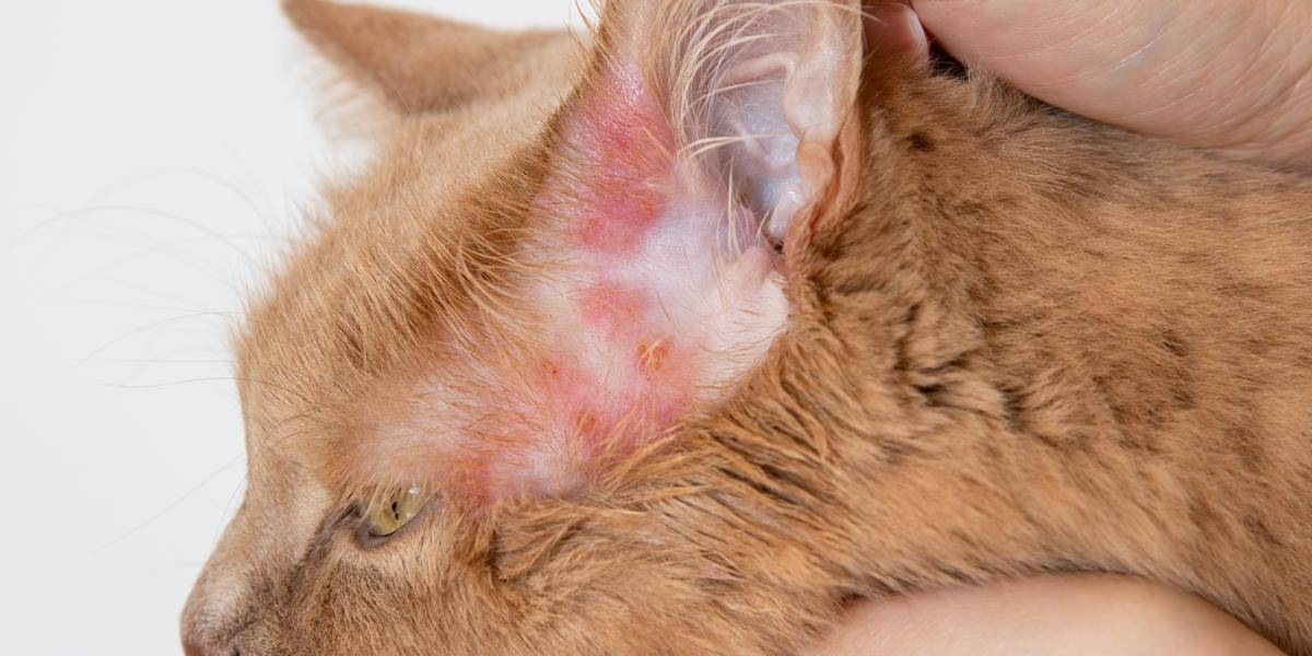 infectii bacteriene la pisici imagini