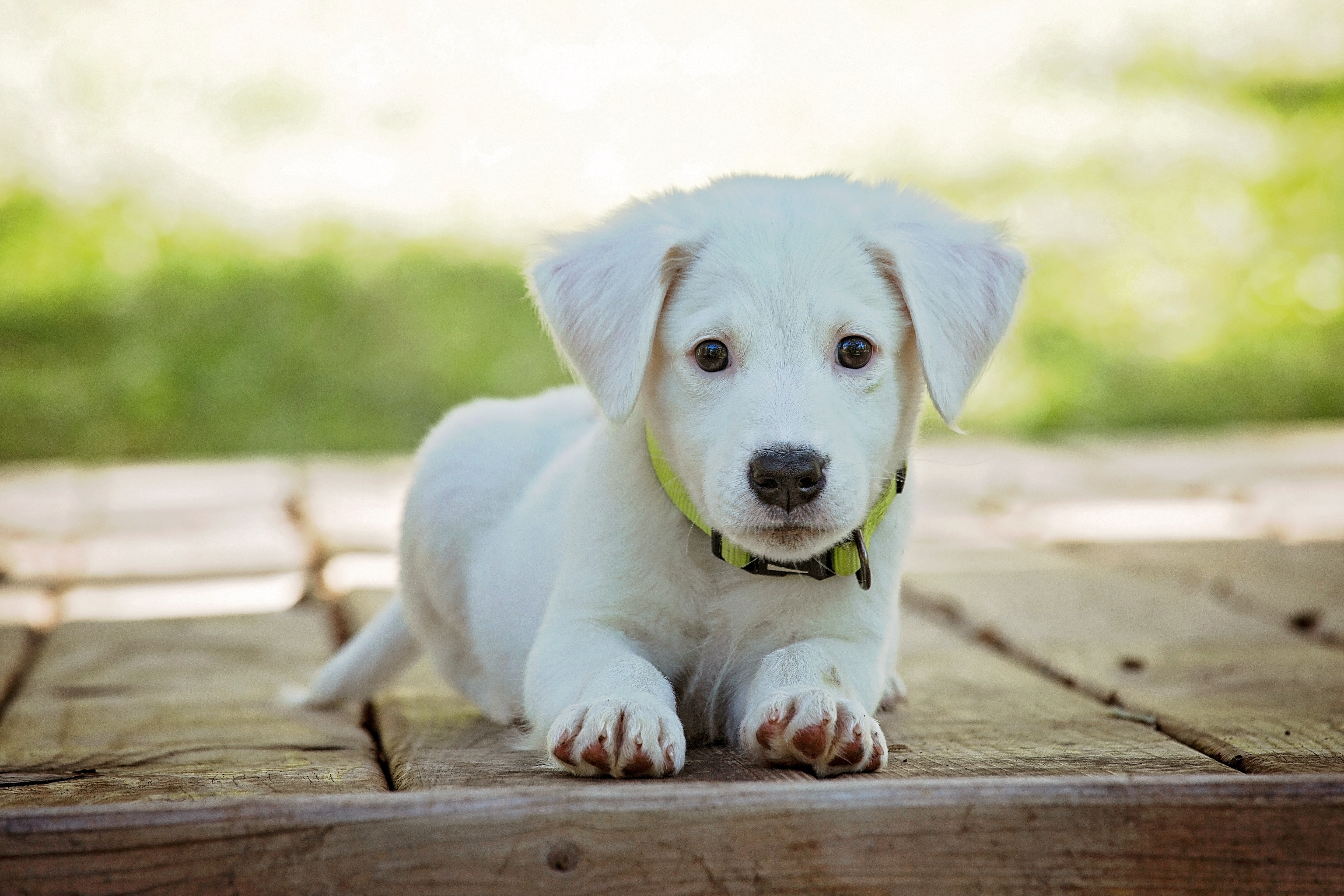 Îngrijirea câinilor cu blană albă