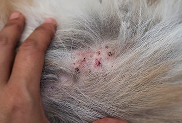 iritatie pe piele la pisica - VetPet-Shop