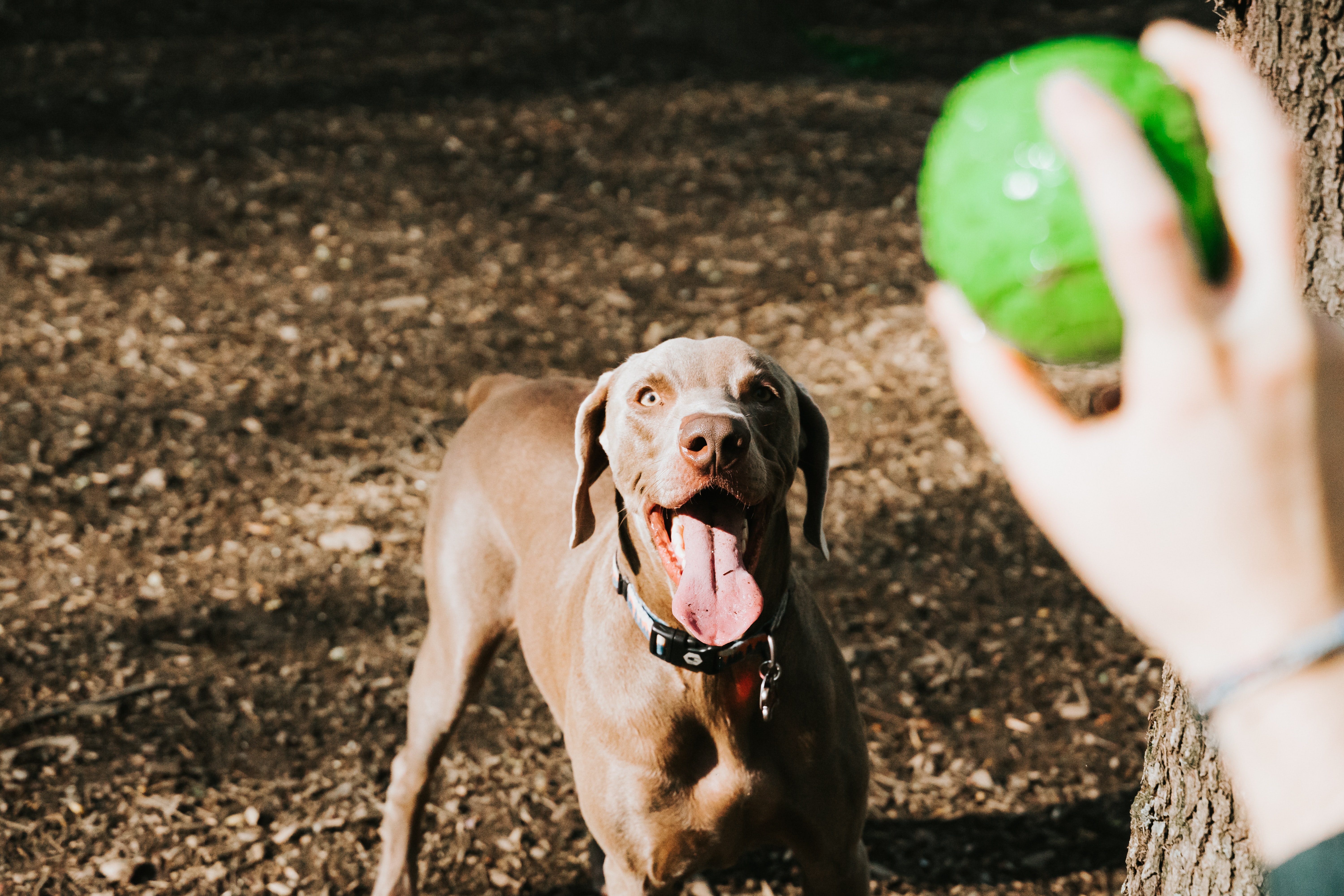 Jocuri și activități pentru câini în parc