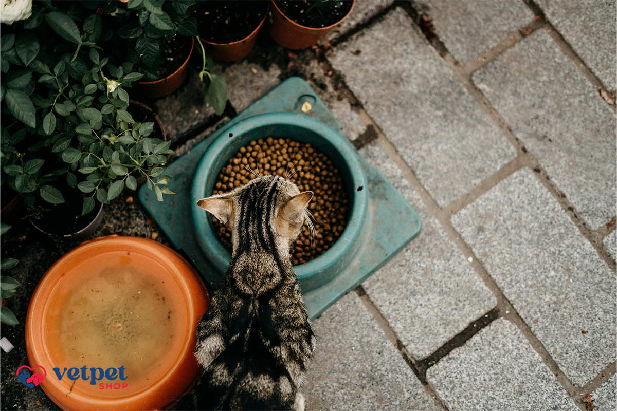 De cate ori sa dai mancare umeda la pisici? Afla aici un raspuns pentru dieta felinelor