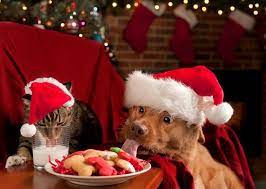 Mâncăruri de Crăciun periculoase pentru câini și pisici