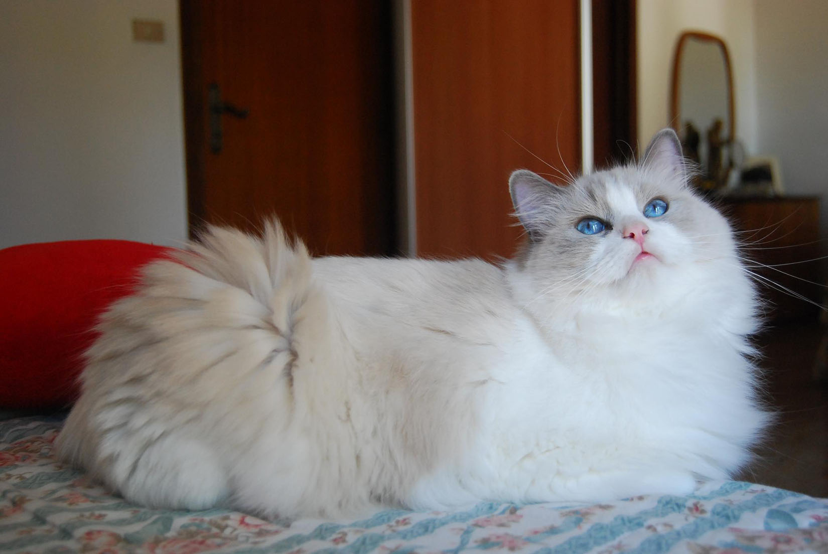 pisica bicolour ragdoll