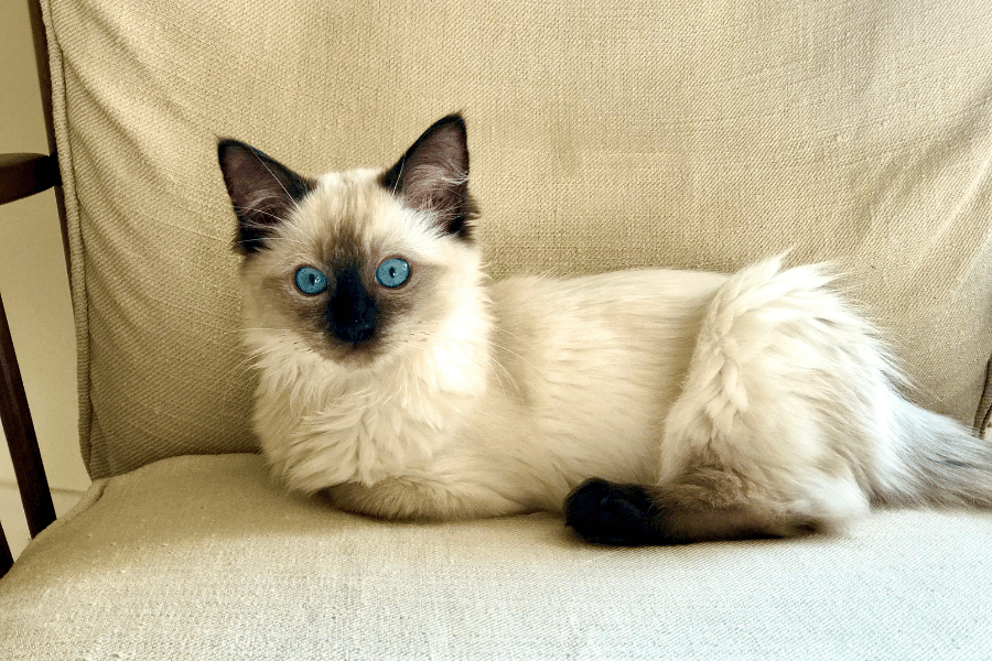 pisica colourpoint ragdoll