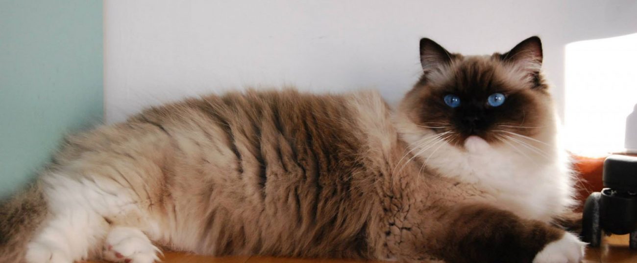 pisica mitted ragdoll