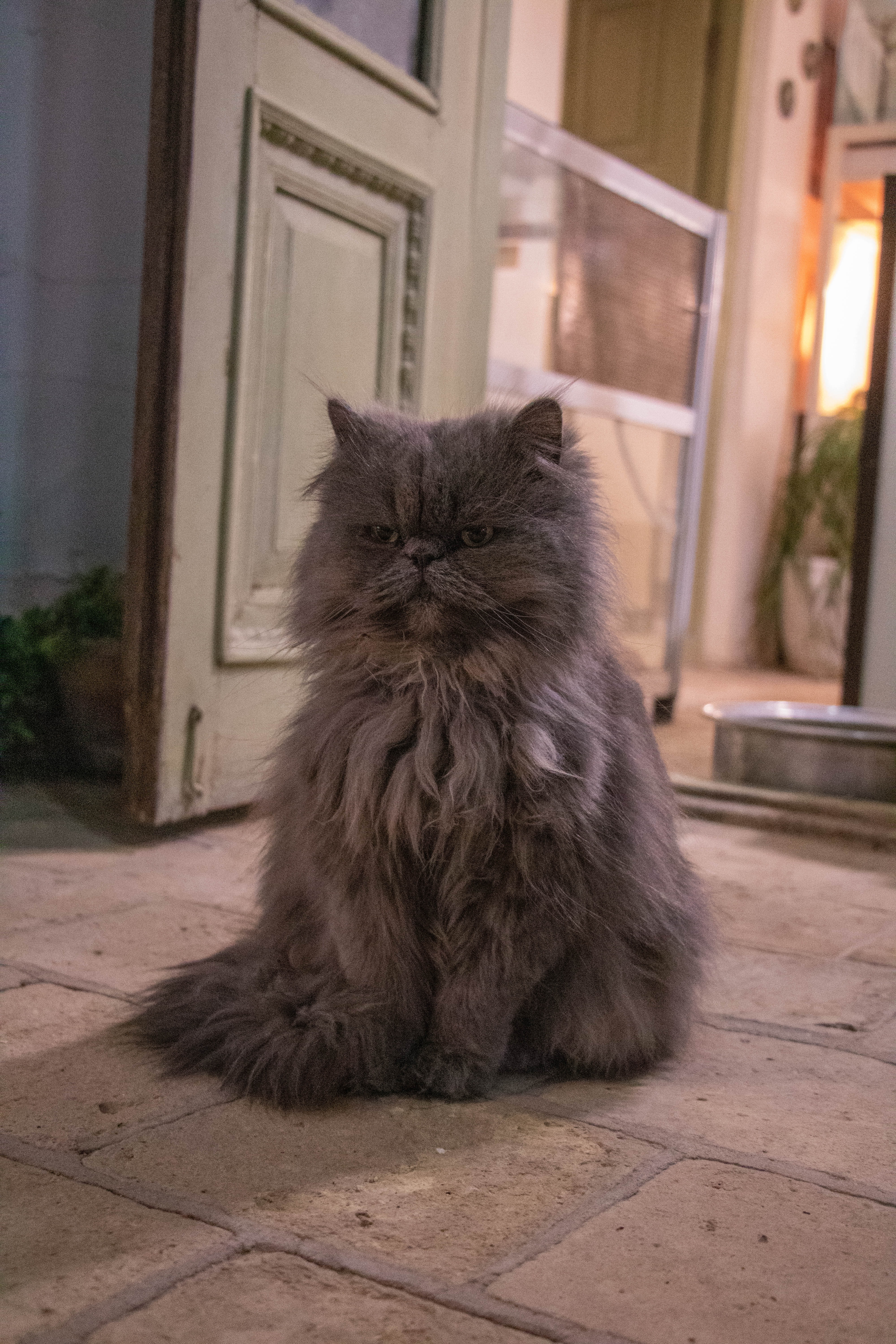 pisica persana rasa pura
