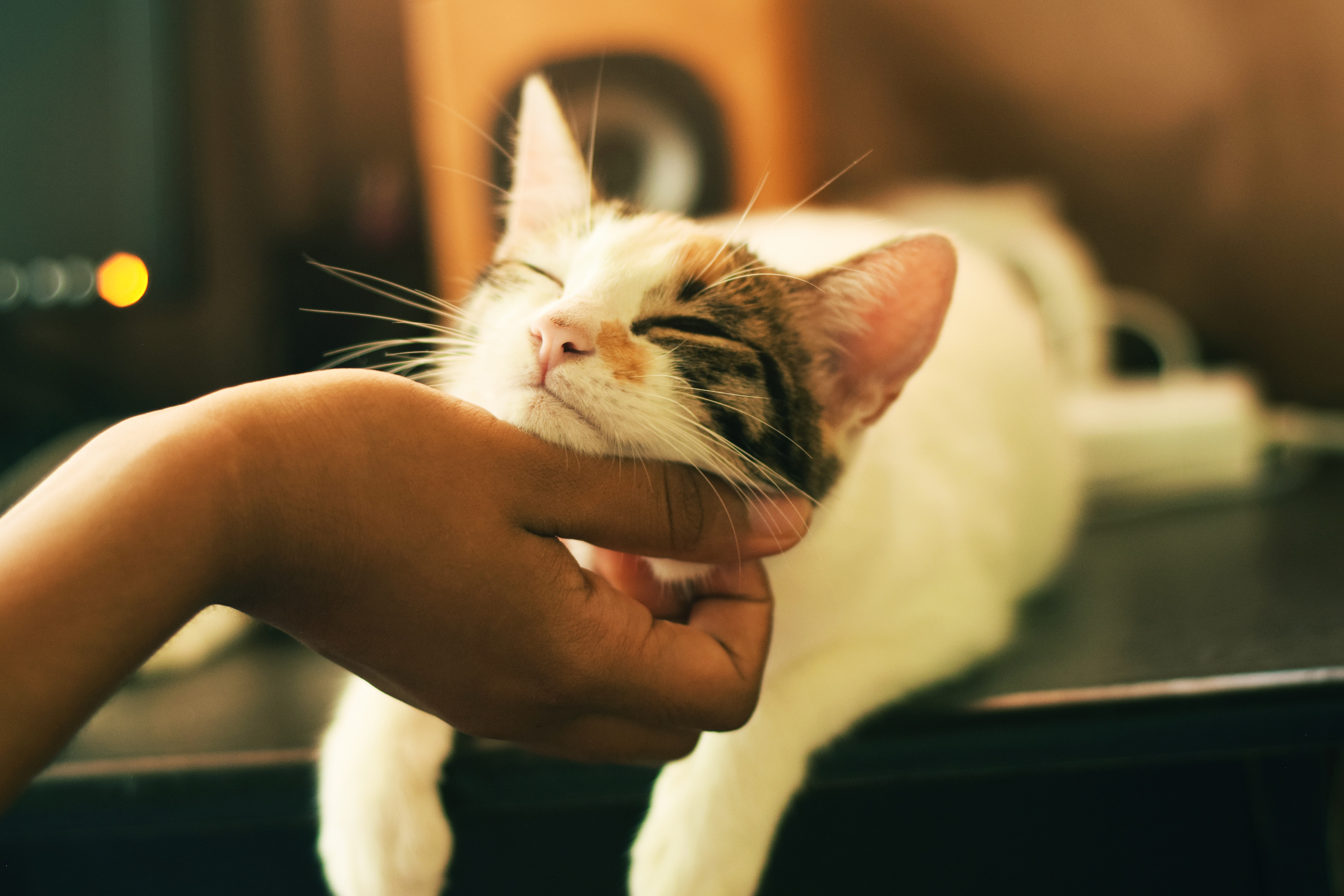 de ce pisicile miros mana stapanului
