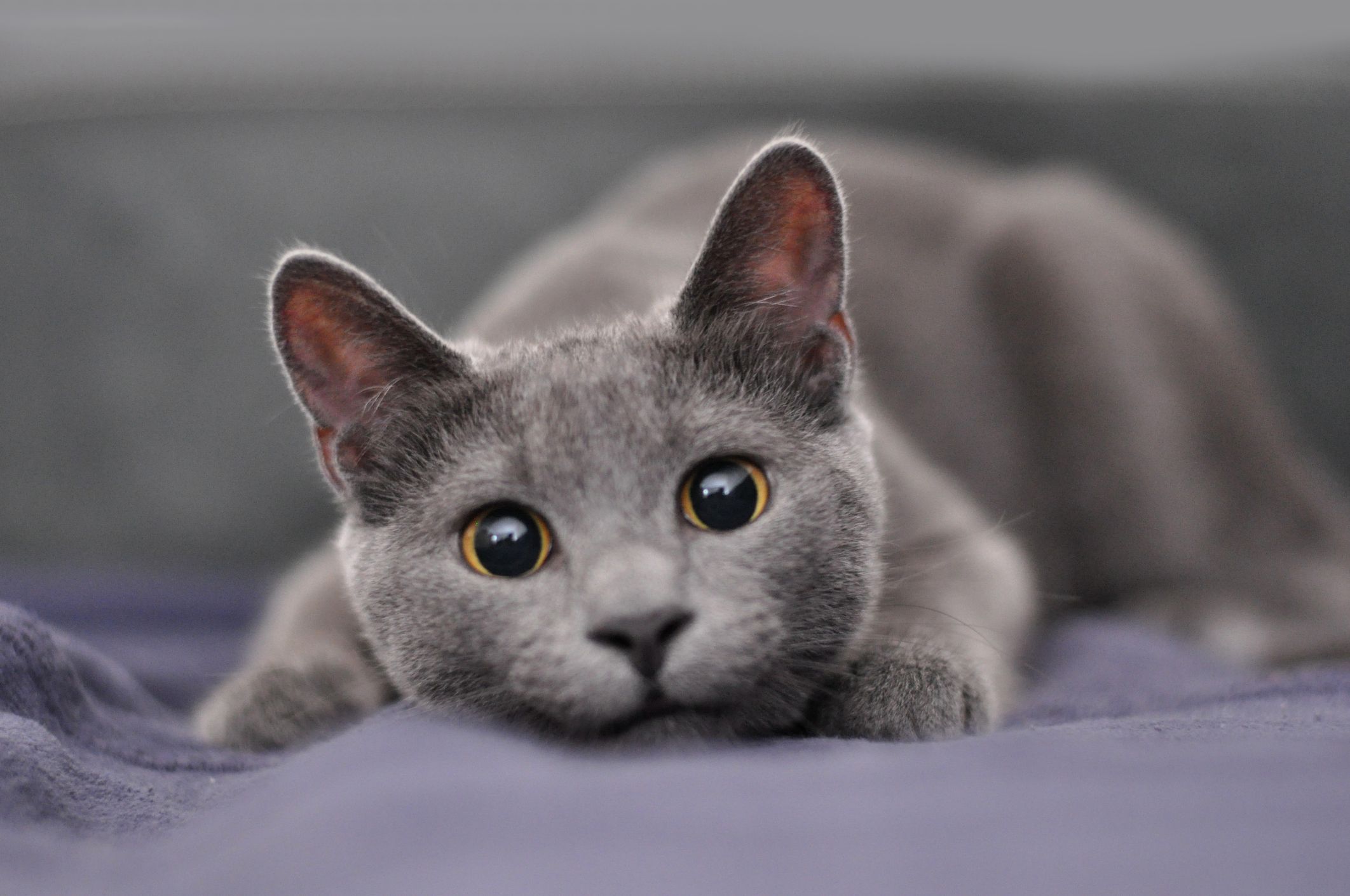 GHID pentru proprietarii de pisici: boli frecvente, tratament si preventie