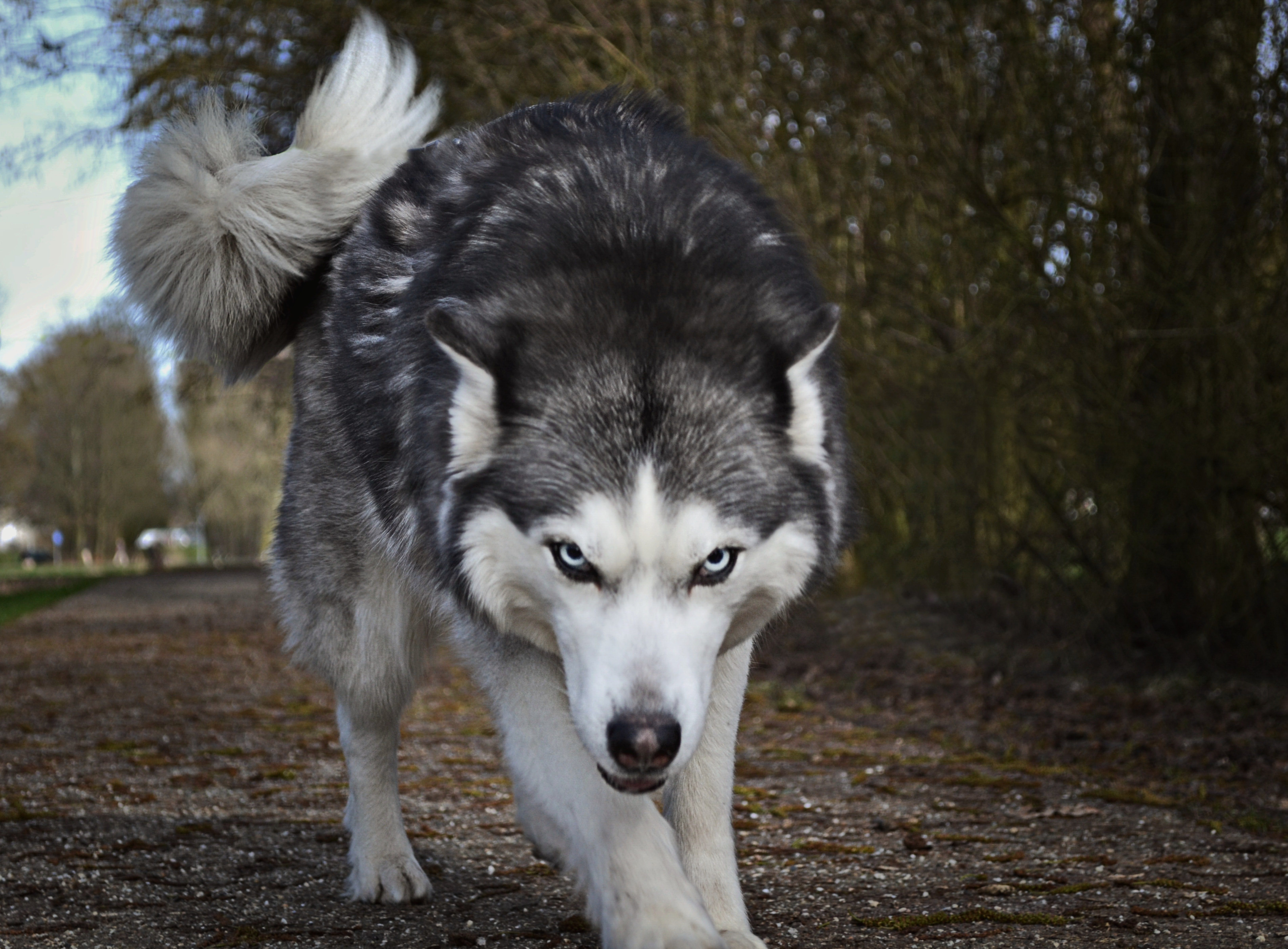 7 rase de câini-lup - variante perfecte pentru iubitorii de Husky