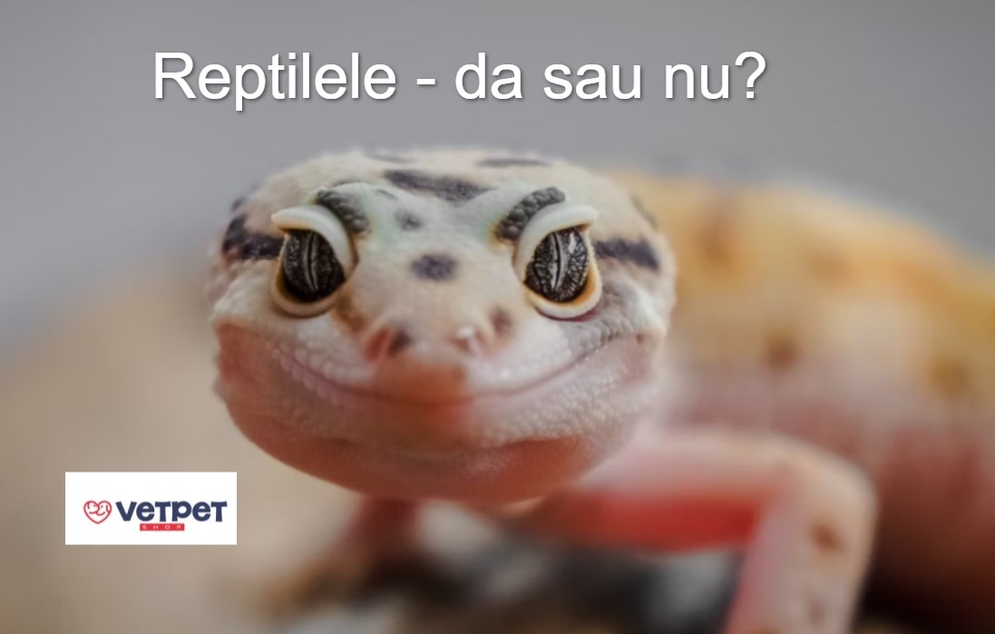 Reptilele - da sau nu?