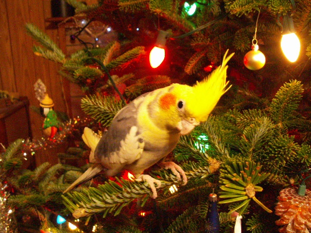 Riscuri de Crăciun pentru deținătorii de animale mici (păsări, hamsteri)
