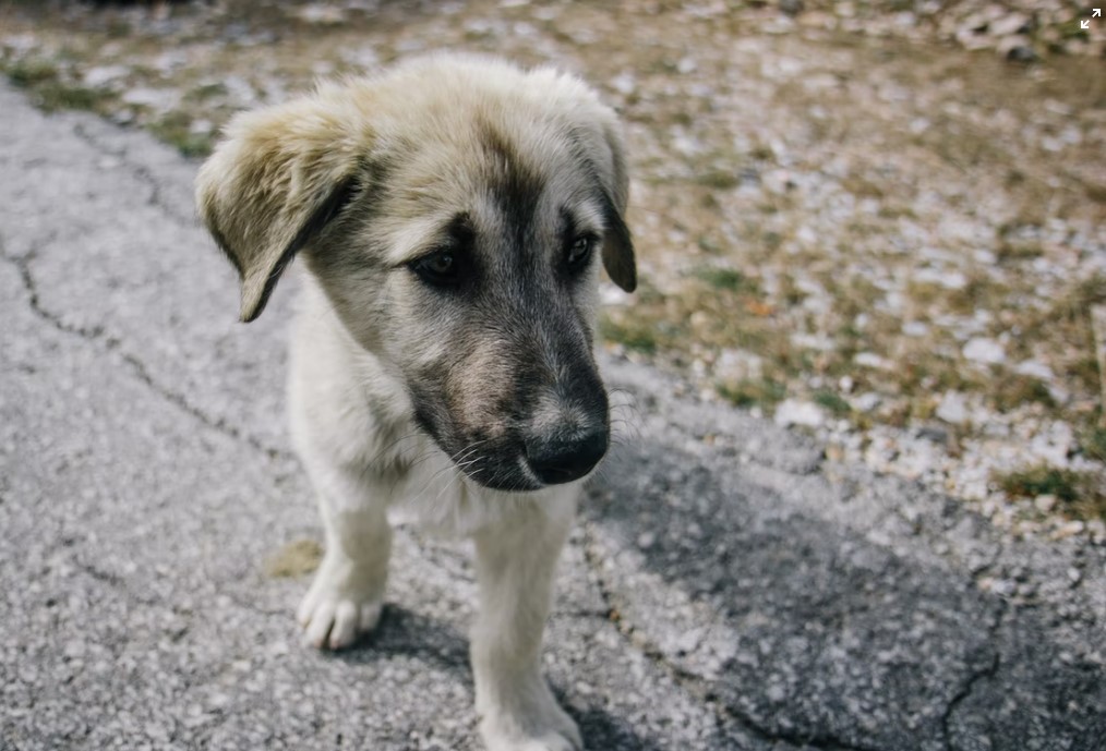 Cum procedăm când adoptăm un animal de pe stradă?