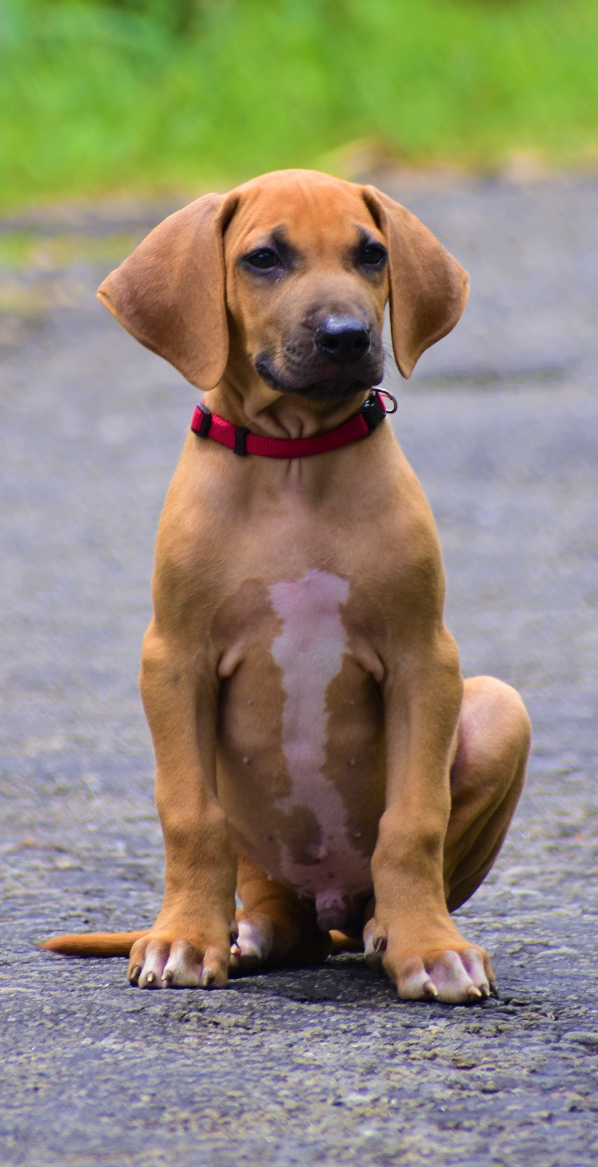 caine rhodesian ridgeback sfaturi