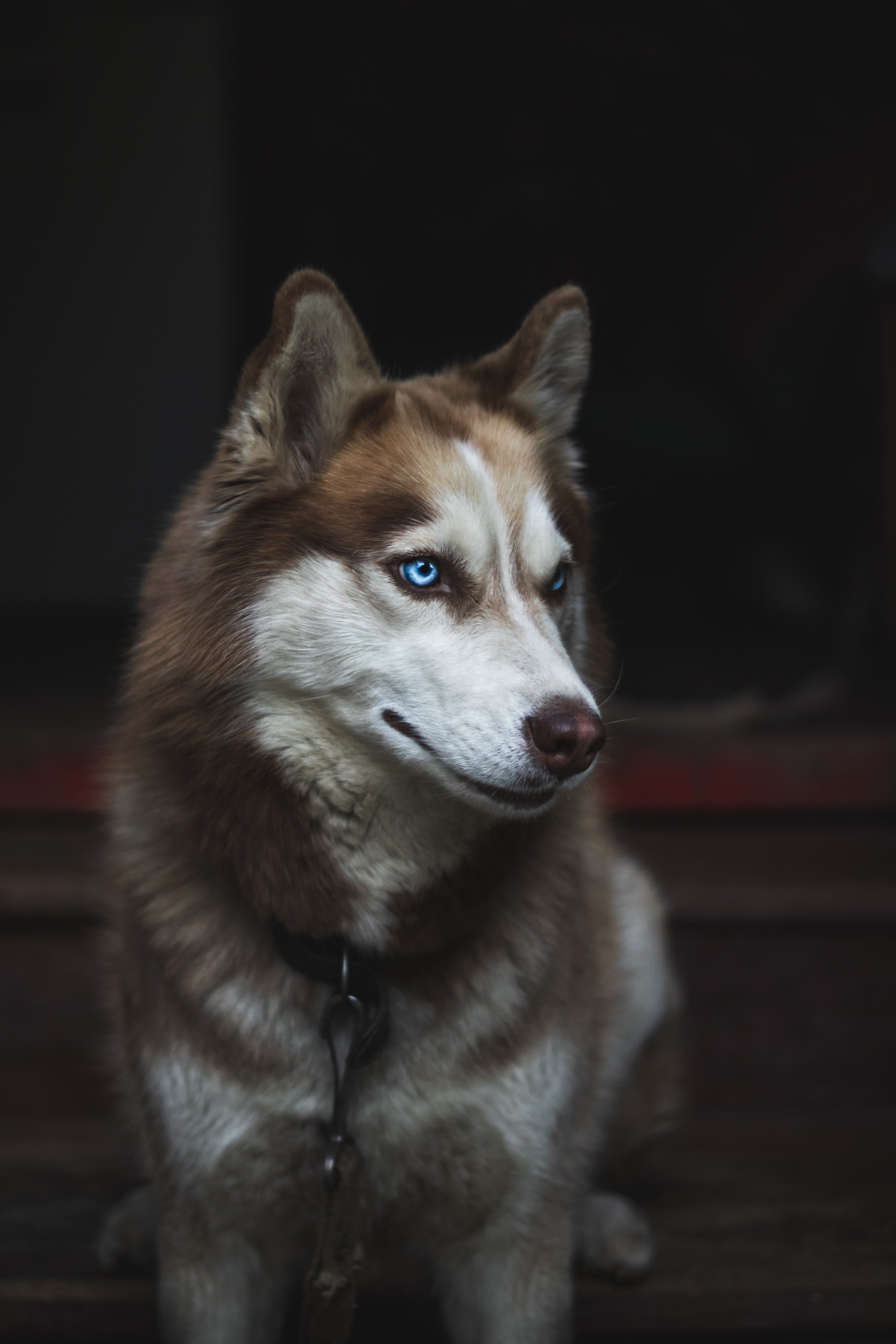 Husky siberian - un câine puternic fizic și psihic