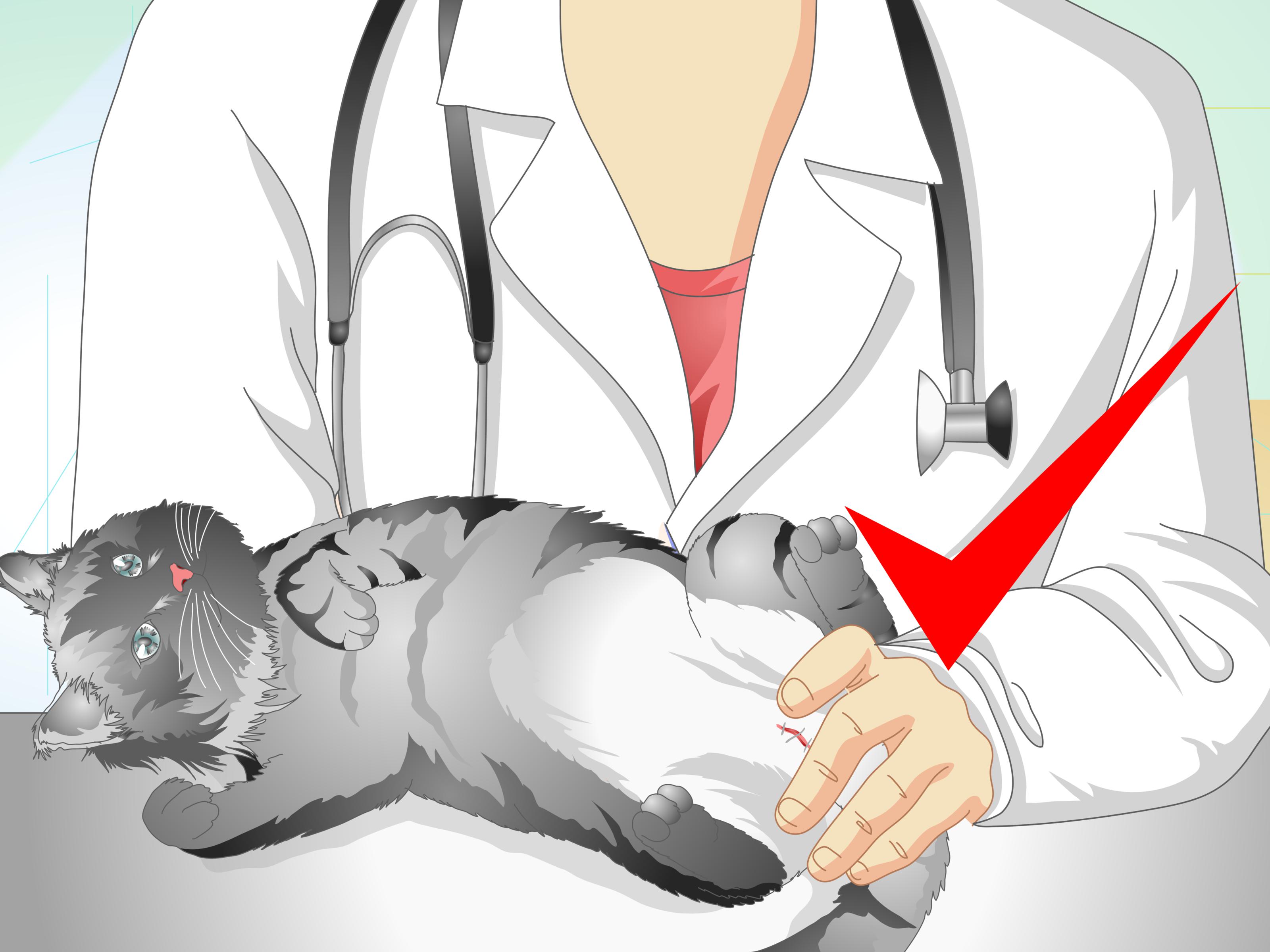Mituri si realitati despre sterilizare pisici: afla adevarul aici!