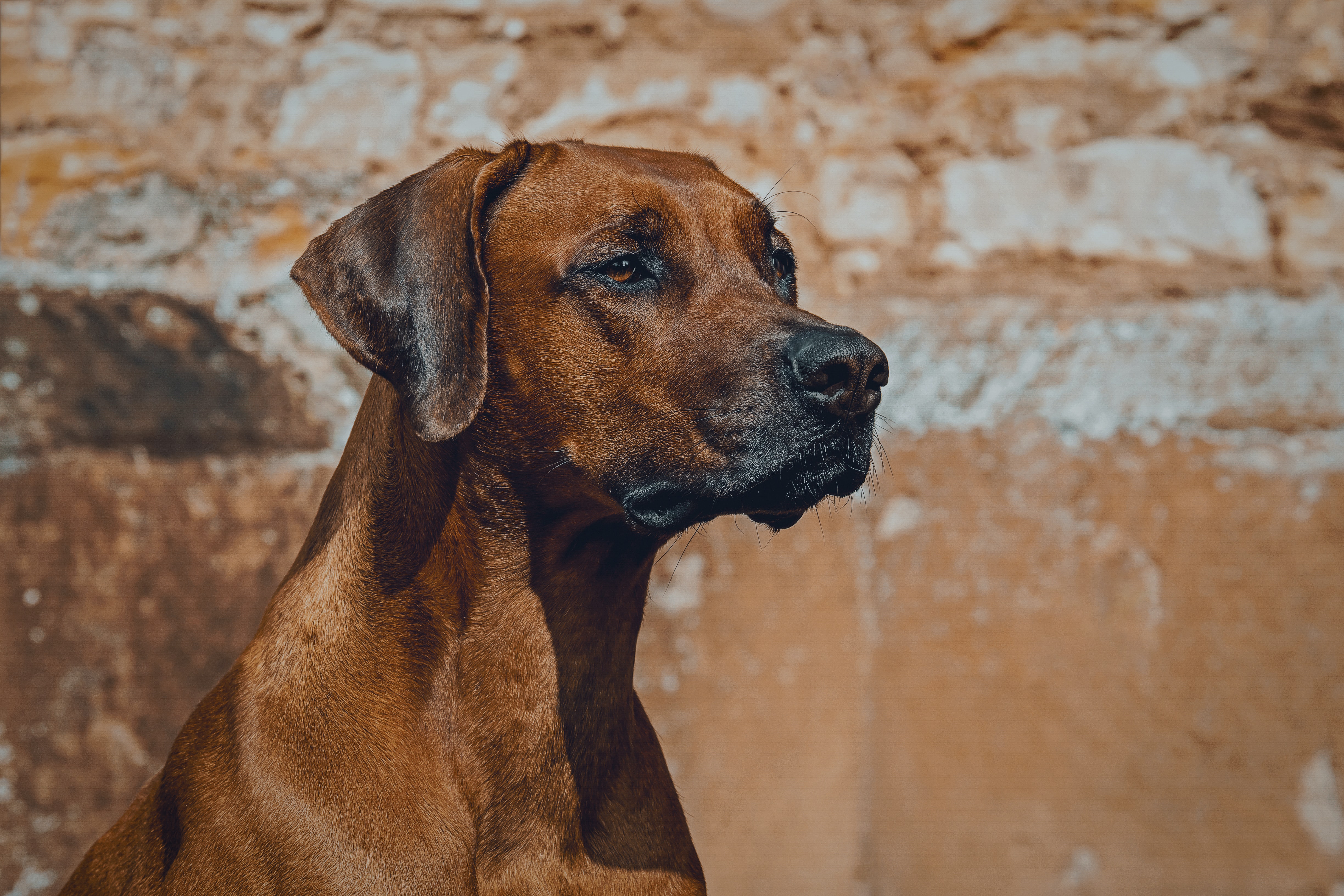 Totul despre rasa de câini Rhodesian Ridgeback