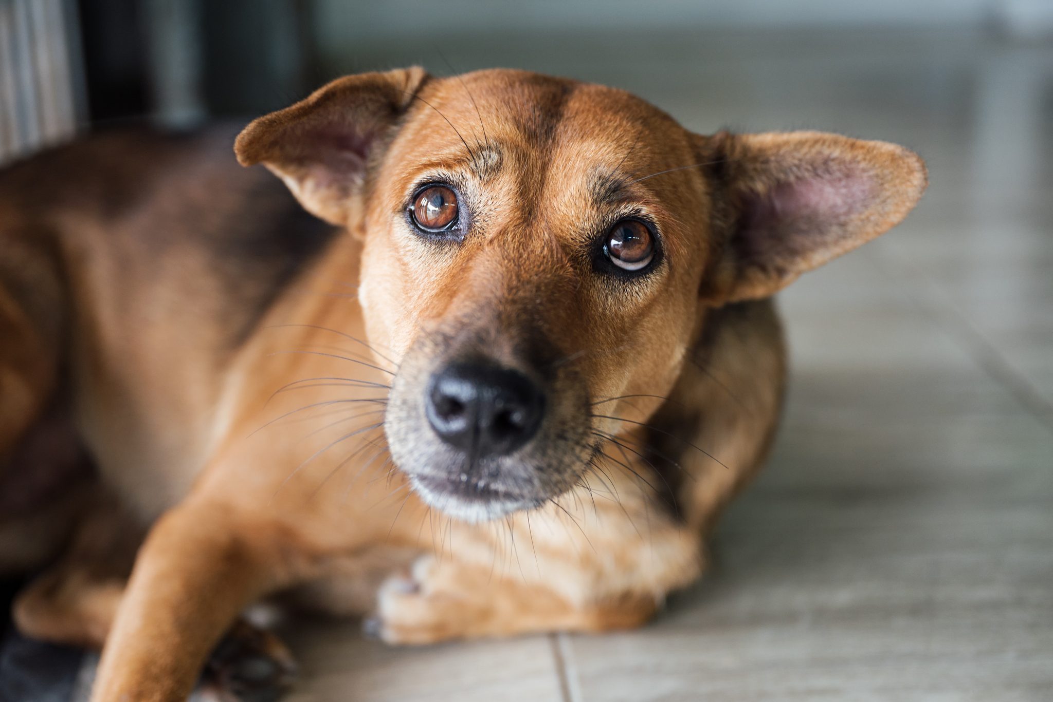 Cât trăiește un câine cu cancer?