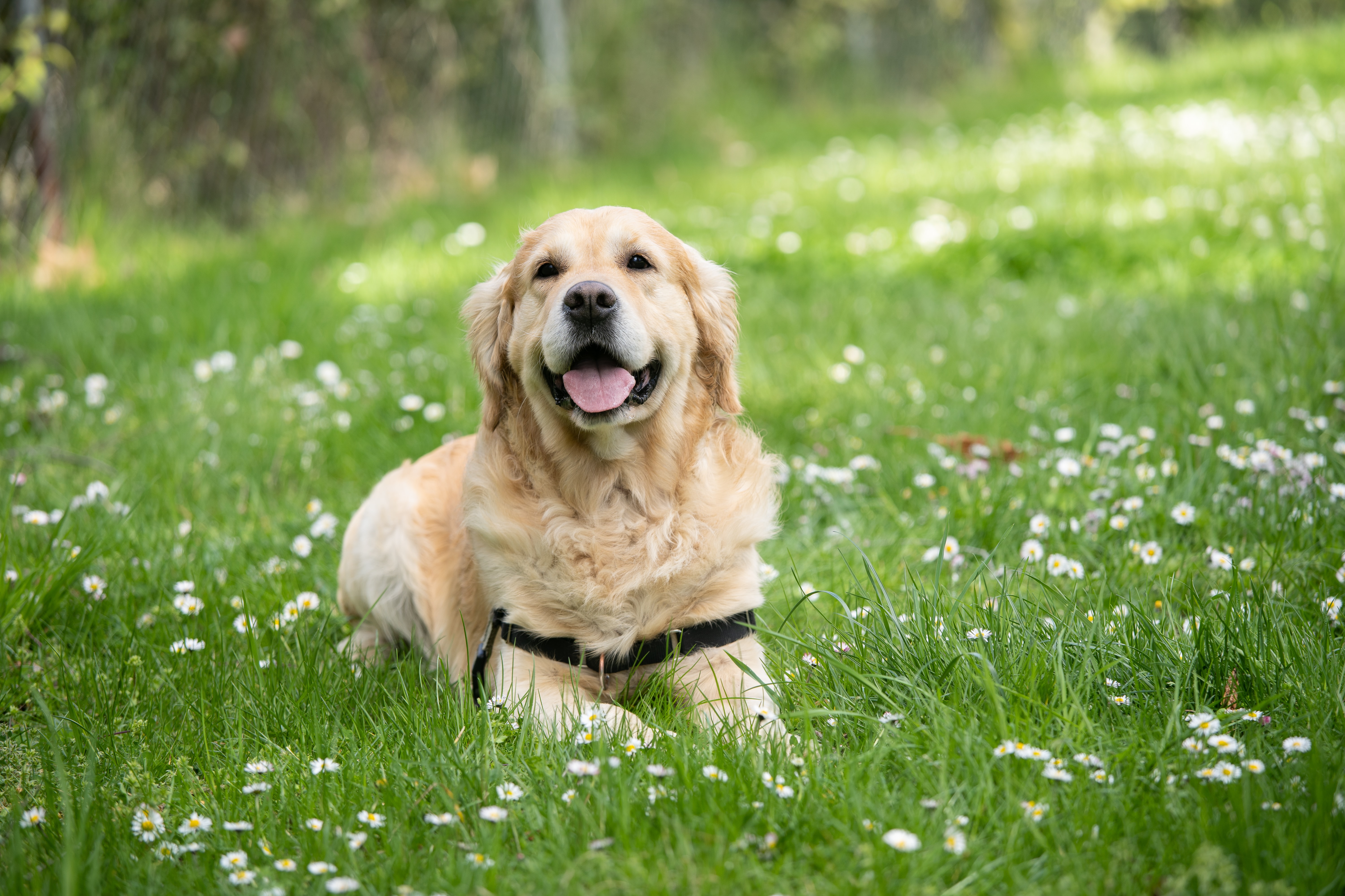 Dermatita de lins și tulburarea compulsivă la câini