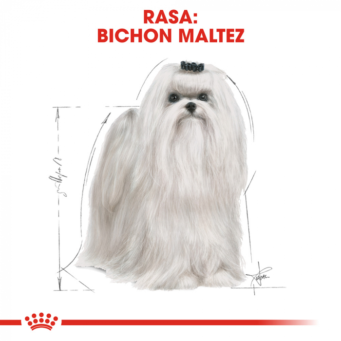 500g Royal Canin Maltese Adult hrana uscata caine [3]