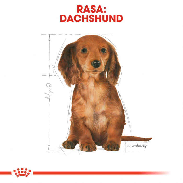 Royal Canin Dachshund Puppy hrana uscata caine junior Teckel, 1.5 kg [6]