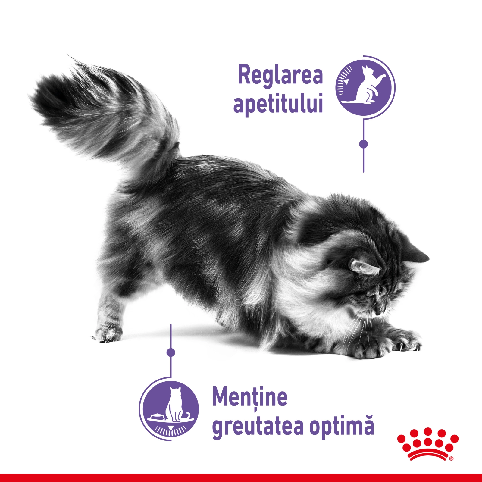 Royal Canin Appetite Control Care, hrana umeda pisici, adult sterilizat, reglarea apetitului, (in sos), 85g x 12 [2]