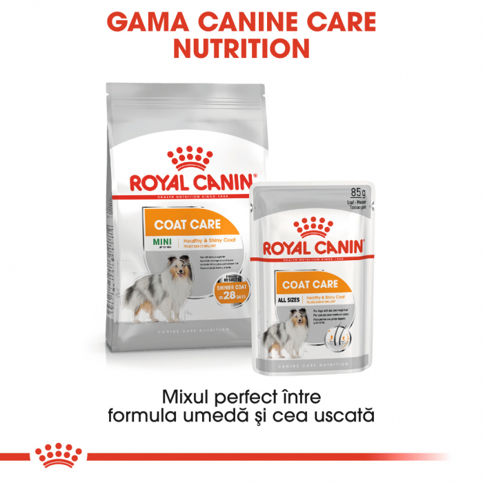 12 x 85g Royal Canin Coat Care Adult hrana umeda caine pentru blana sanatoasa si lucioasa [6]