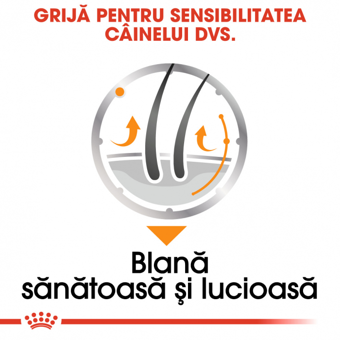 12 x 85g Royal Canin Coat Care Adult hrana umeda caine pentru blana sanatoasa si lucioasa [5]