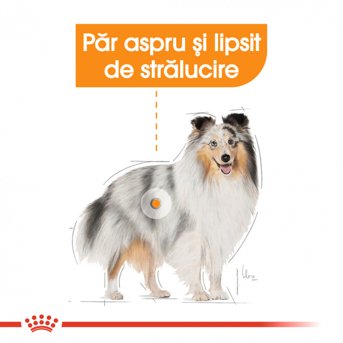 12 x 85g Royal Canin Coat Care Adult hrana umeda caine pentru blana sanatoasa si lucioasa [3]