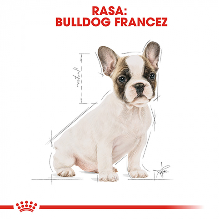 3 kg Royal Canin French Bulldog Puppy hrana uscata caine junior [7]