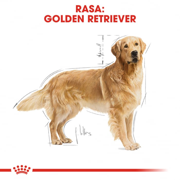 Royal Canin Golden Retriever Adult hrana uscata caine, 3 kg [2]