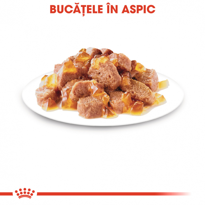 Royal Canin Intense Beauty Care Adult hrana umeda in aspic pisica pentru piele si blana sanatoase, 12 x 85 g [3]