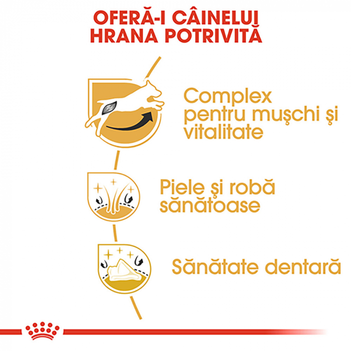 1,5 kg Royal Canin Jack Russell Terrier Adult, hrana uscata caini [6]