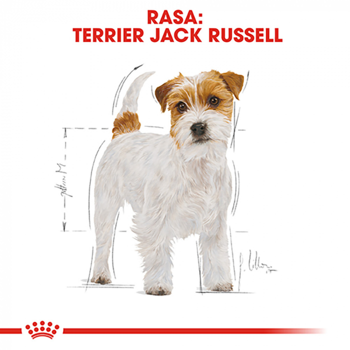 1,5 kg Royal Canin Jack Russell Terrier Adult, hrana uscata caini [4]