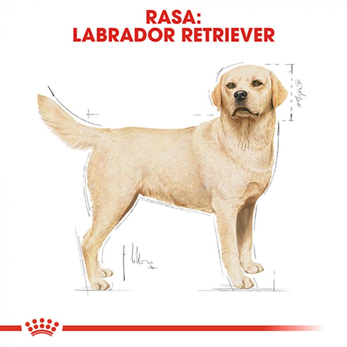 12 kg Royal Canin Labrador Adult hrana uscata caine [4]