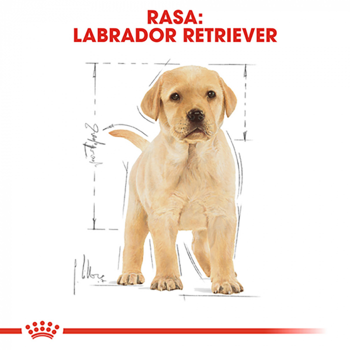 1 kg Royal Canin Labrador Puppy hrana uscata caine junior [7]