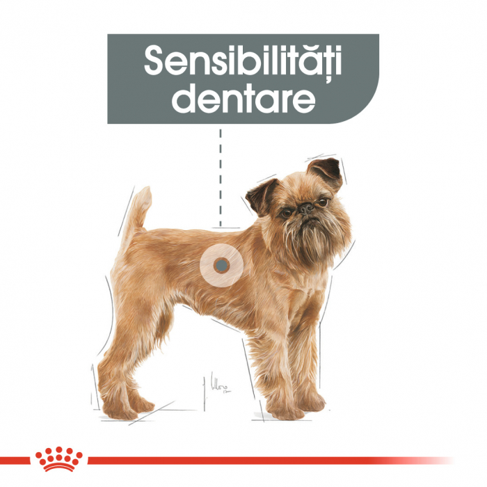 Royal Canin Mini Dental Care Adult hrana uscata caine pentru reducerea formarii tartrului, 1 kg [2]