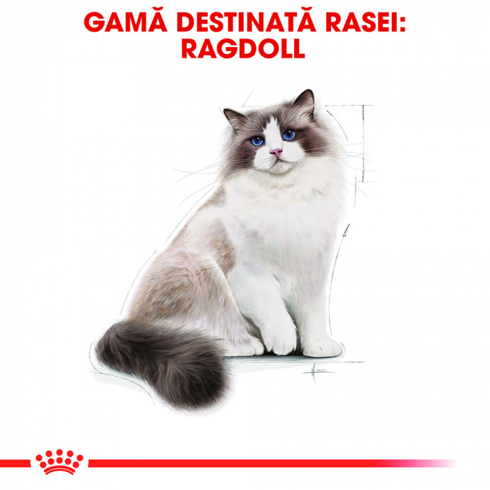 2kg ROYAL CANIN Ragdoll adult Hrana pisici rasa Ragdoll [3]