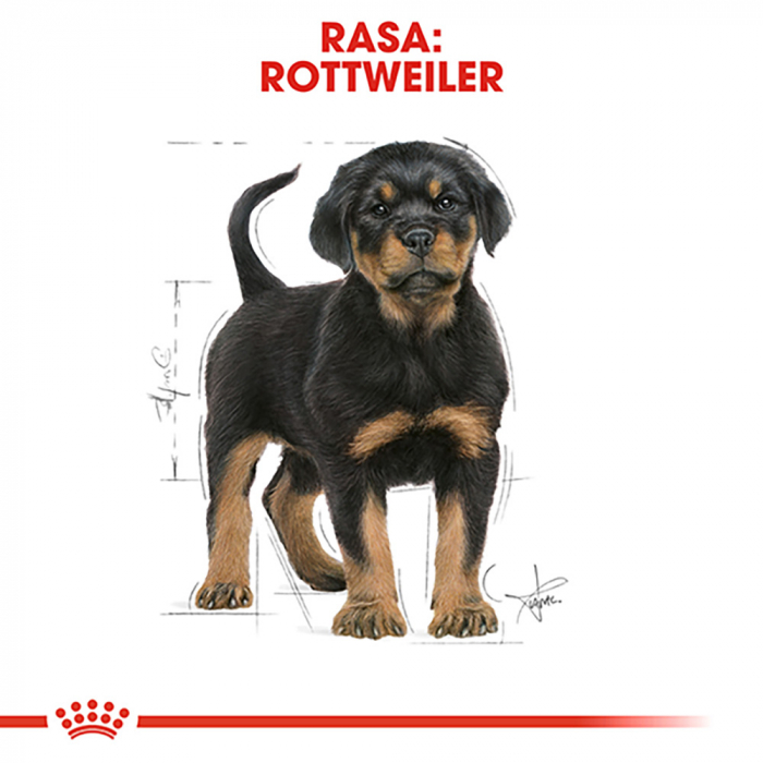 12 kg Royal Canin Rottweiler Puppy hrana uscata caine junior [7]