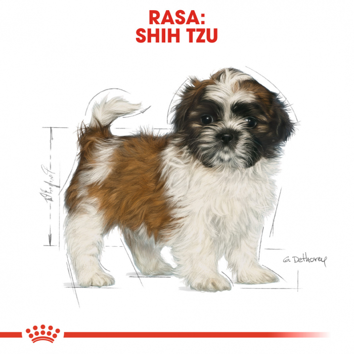 1.5 kg Royal Canin Shih Tzu Puppy hrana uscata caine junior [7]